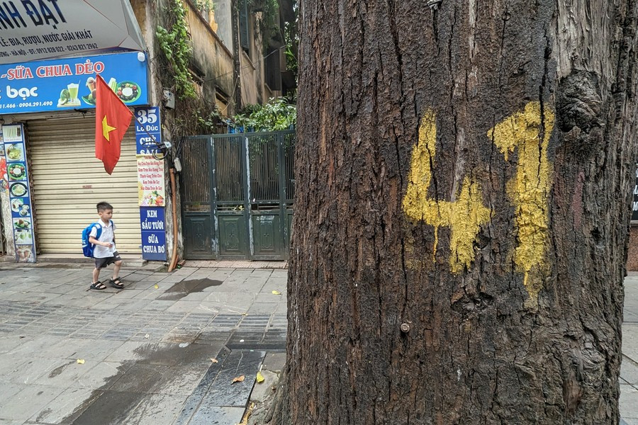Ha Noi: ngam hang cay sao den tram tuoi tren pho Lo Duc-Hinh-13