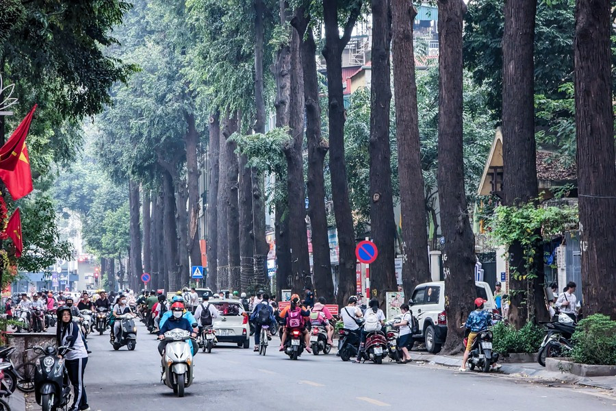 Ha Noi: ngam hang cay sao den tram tuoi tren pho Lo Duc-Hinh-3