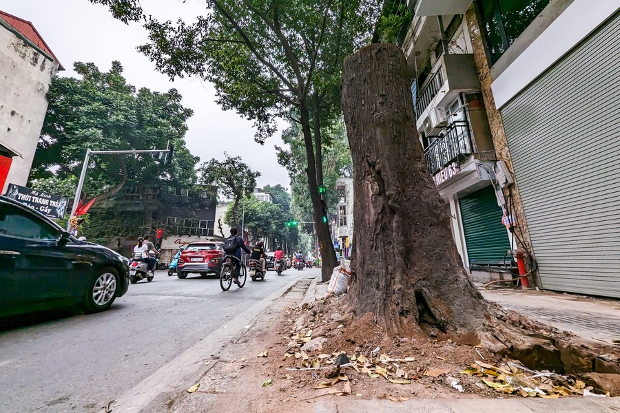Ha Noi: ngam hang cay sao den tram tuoi tren pho Lo Duc-Hinh-4