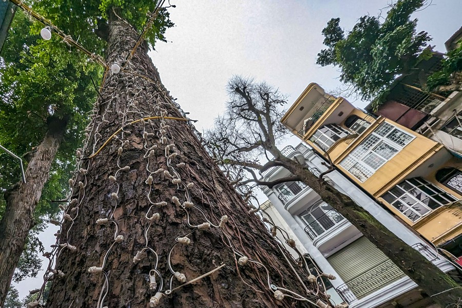 Ha Noi: ngam hang cay sao den tram tuoi tren pho Lo Duc-Hinh-7