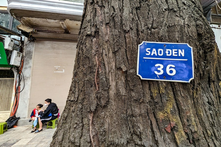 Ha Noi: ngam hang cay sao den tram tuoi tren pho Lo Duc-Hinh-6