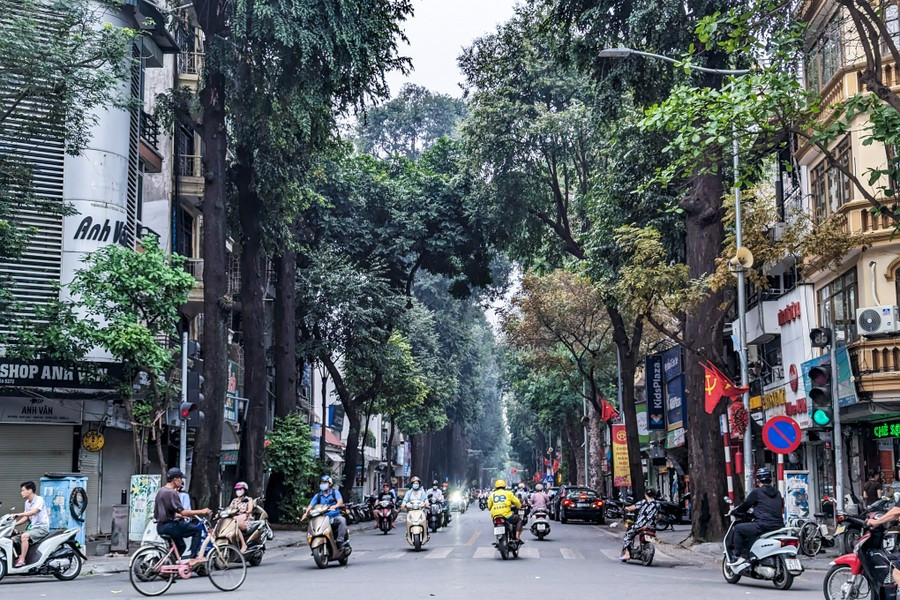 Ha Noi: ngam hang cay sao den tram tuoi tren pho Lo Duc