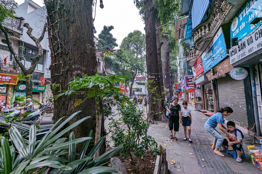 Ha Noi: ngam hang cay sao den tram tuoi tren pho Lo Duc-Hinh-11