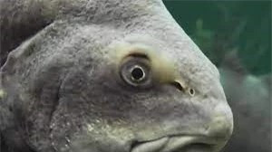 Tieng ca giao phoi khien dan mat ngu, rung ca nha cua