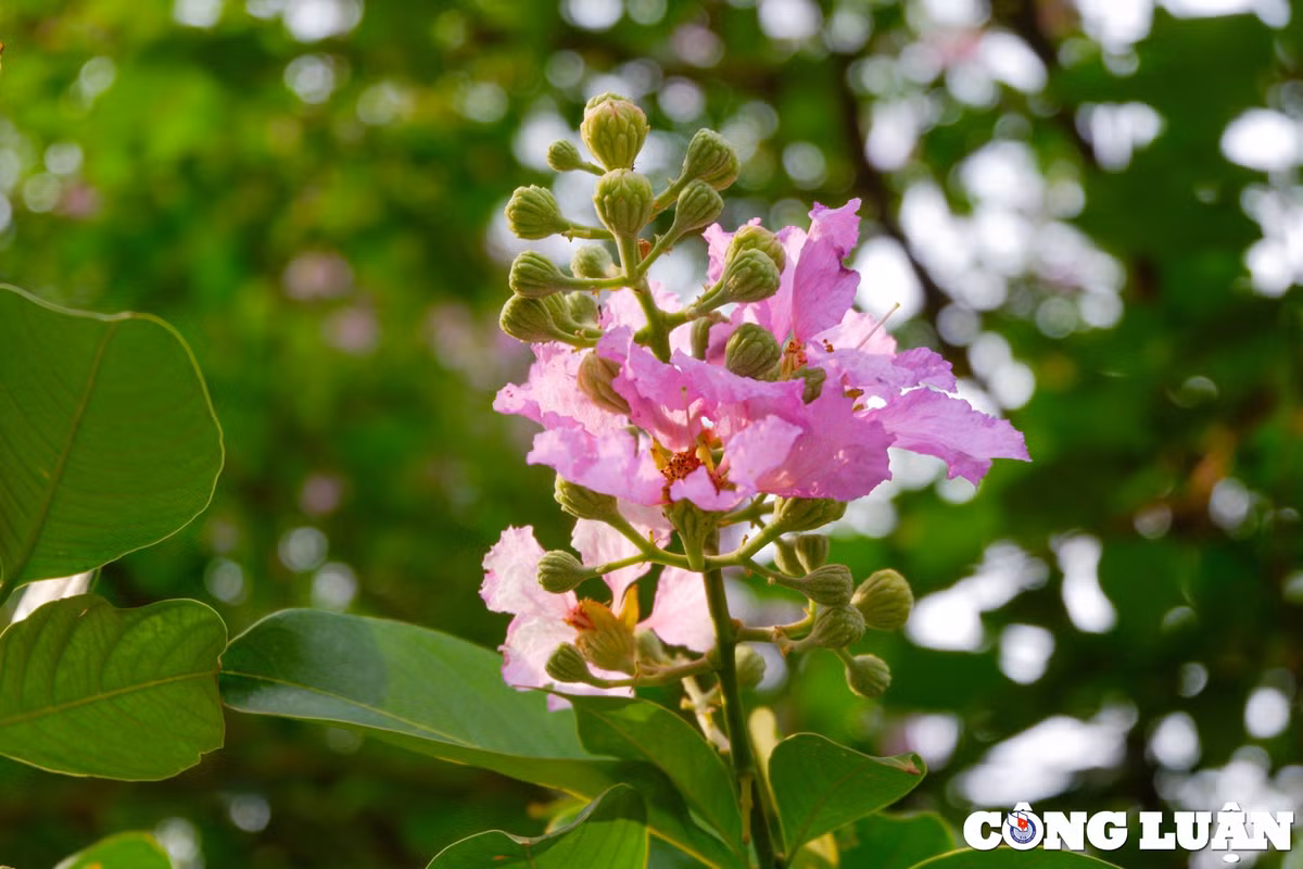 Hoa bang lang tim ruc ro tai Ninh Binh-Hinh-3