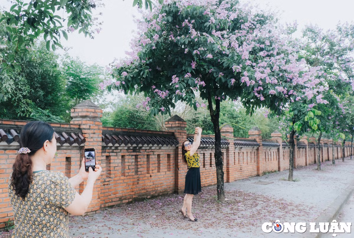 Hoa bang lang tim ruc ro tai Ninh Binh