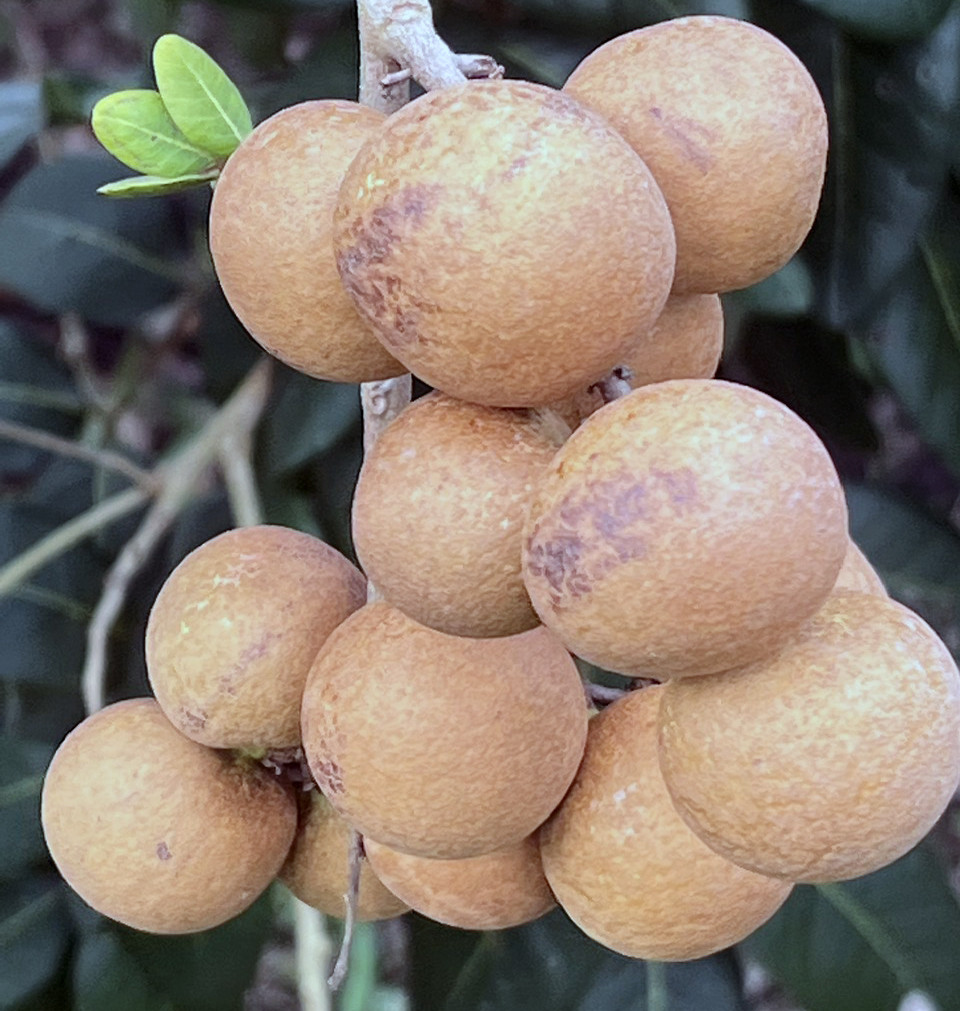 Ty phu mien Tay ben duyen, lam giau voi cay thanh nhan-Hinh-3