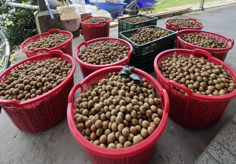 Ty phu mien Tay ben duyen, lam giau voi cay thanh nhan-Hinh-5