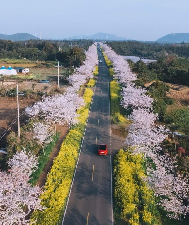 Gioi tre xu Han dua nhau “flex” anh chup hoa anh dao-Hinh-7