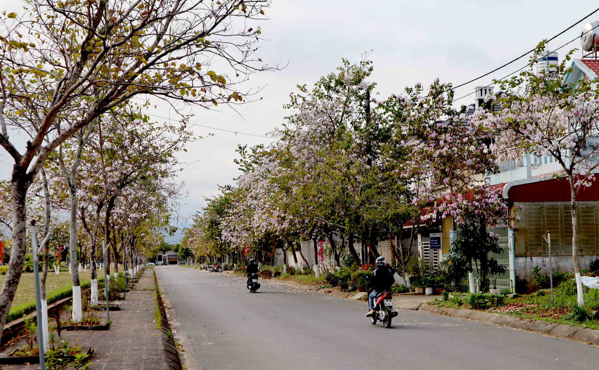 Ruc ro mua hoa ban no tai TP Lai Chau
