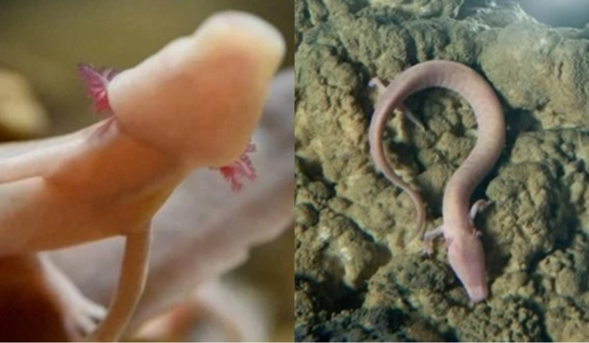 Một trong những con vật cực kỳ lười biếng đó chính là sa giông hang động, loài này còn được gọi là “rồng non” vì ngoại hình của chúng trông giống những con rồng, chúng sống dưới nước ngầm của các hang động ở Nam Âu, đặc biệt là ở Slovenia và Croatia.