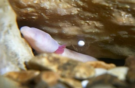 Lý giải cho sự lười biếng của chúng đó chính là mối liên hệ với môi trường sống, trong khi phần lớn năng lượng trên trái đất phụ thuộc vào thực vật để quang hợp thì loài sa giông sống trong hang động lại không có ánh sáng.