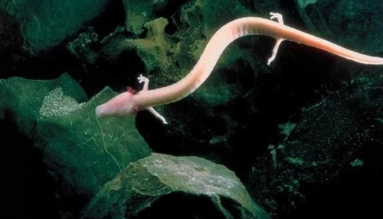 Sa giông hang động giao phối từ 6 đến 7 năm một lần, nguyên nhân là bởi chúng rất lười biếng, môi trường sống rất khó gặp được bạn tình, trong nhiều năm chúng chỉ ở nguyên một chỗ không ăn uống gì nên xác suất giao phối cũng giảm đáng kể.