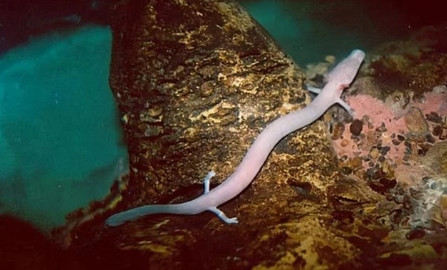 Theo một nhóm các nhà nghiên cứu, họ đã theo dõi quỹ đạo của 19 sa giông trong điều kiện tự nhiên, và kết quả cho thấy hầu hết sa giông chỉ di chuyển 4,8 mét mỗi năm, còn hoạt động mạnh hơn chỉ di chuyển trong 230 ngày. Thậm chí ở độ cao 38 mét, có một hang động khác sa giông đã không di chuyển một bước trong 7 năm.