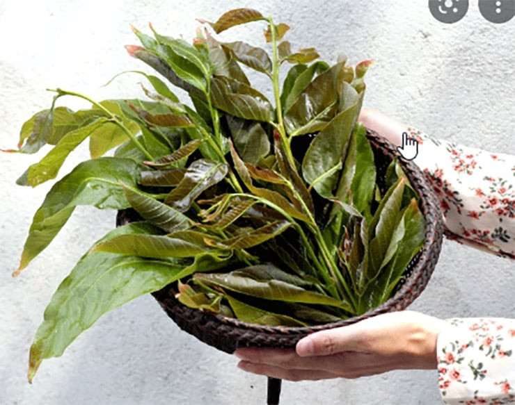 Cay dai bong thanh dac san, gan tram ngan/ky