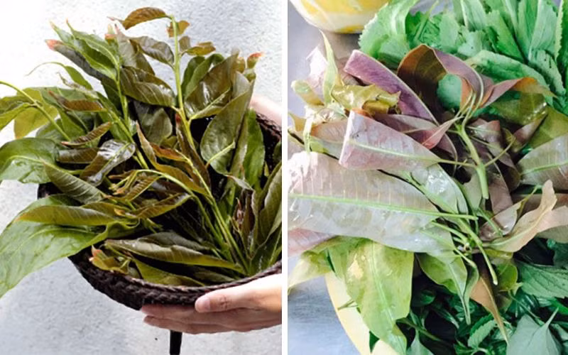 Cay dai bong thanh dac san, gan tram ngan/ky-Hinh-4