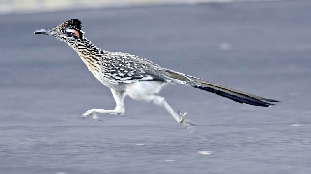 Loai chim dac biet khien ran doc nhat cung phai de chung-Hinh-7