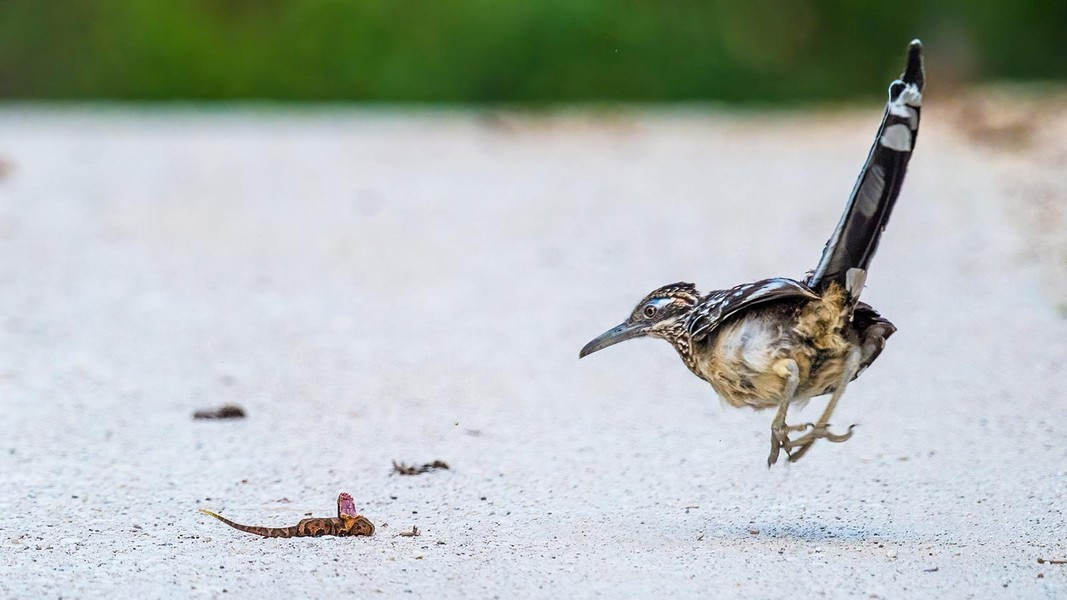 Loai chim dac biet khien ran doc nhat cung phai de chung-Hinh-8