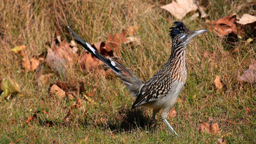 Loai chim dac biet khien ran doc nhat cung phai de chung