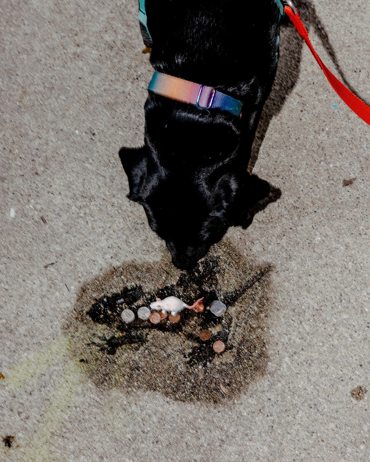 Vet lom gay sot o Chicago 'chet di, song lai'-Hinh-3