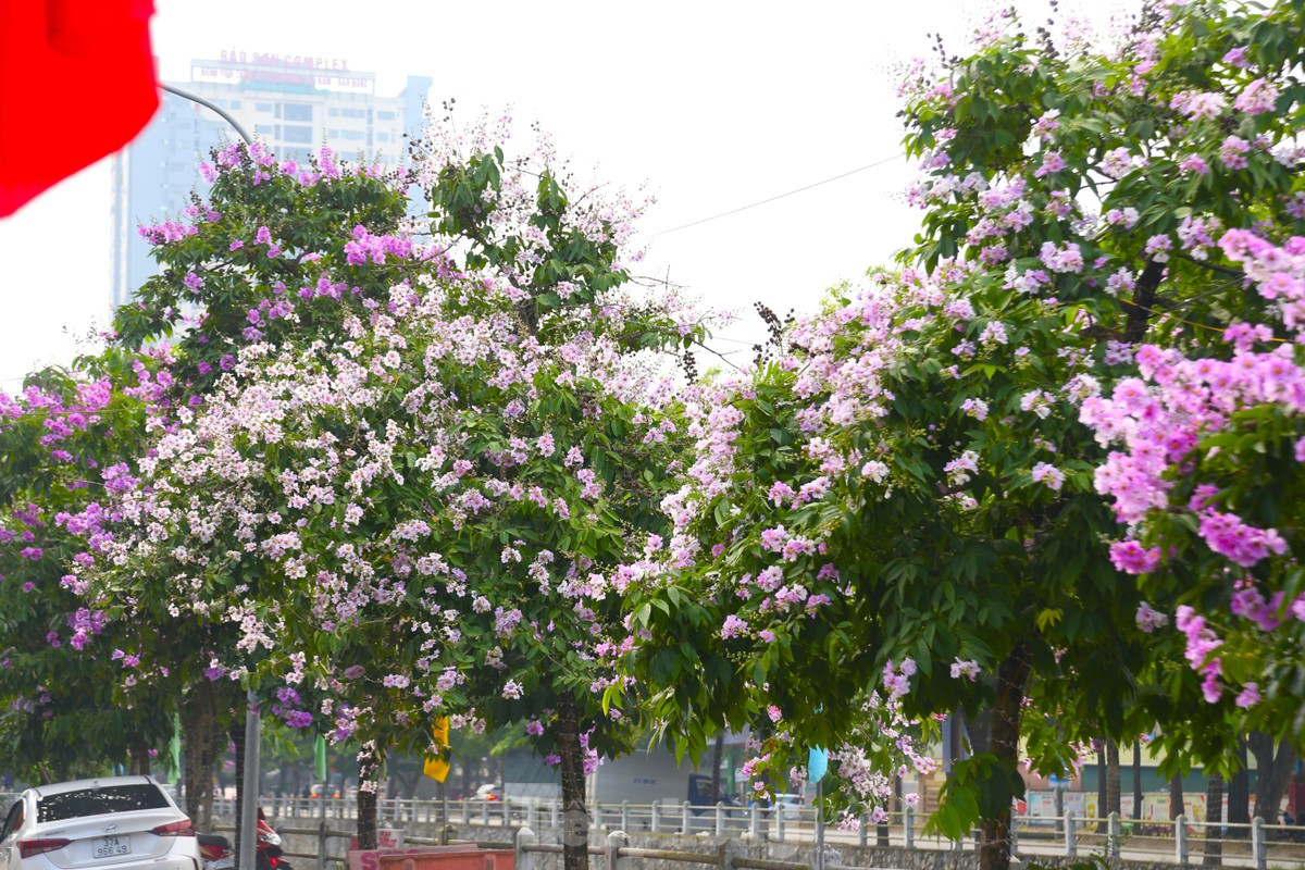 Xu Nghe vao mua hoa bang lang khoe sac-Hinh-12