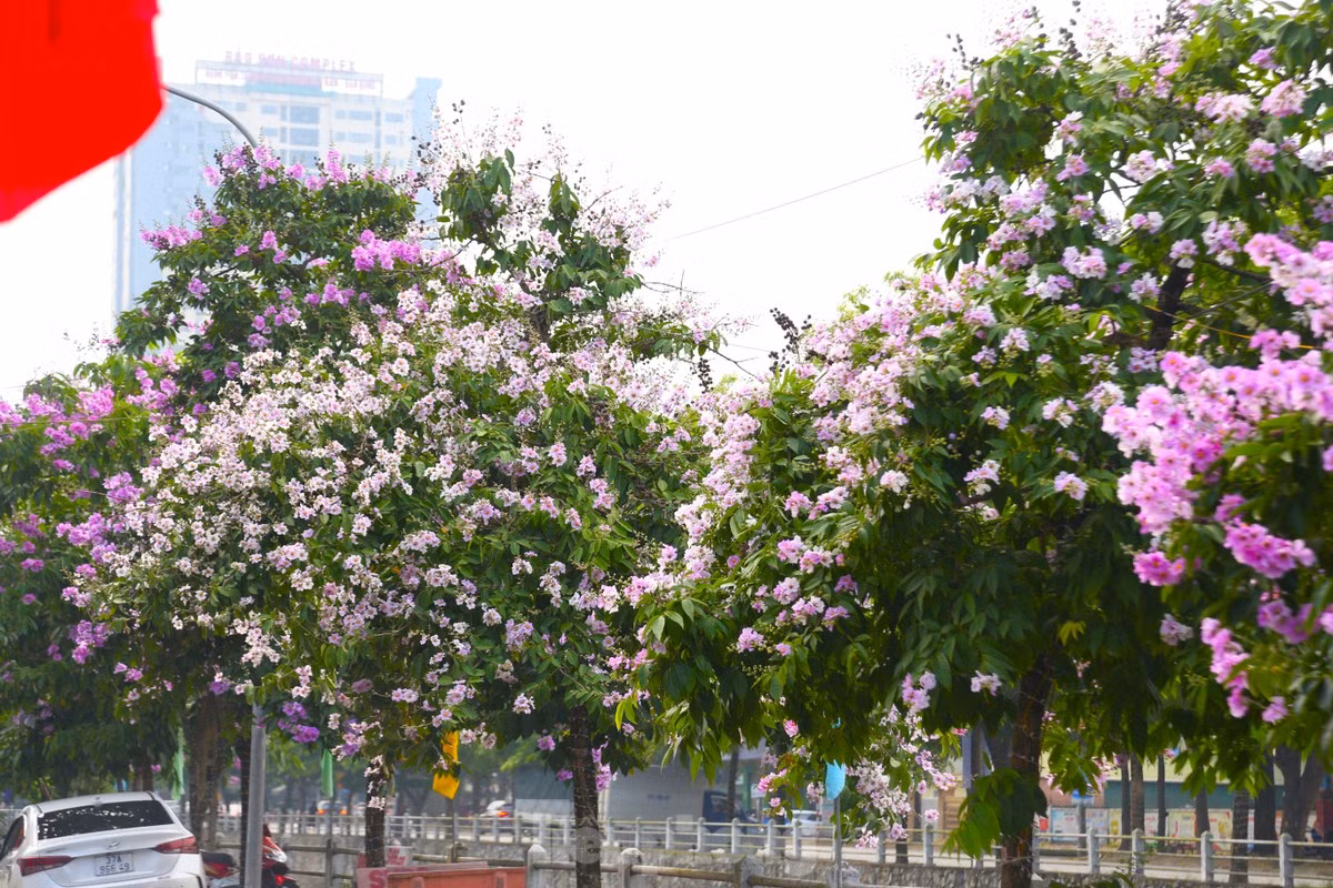 Xu Nghe vao mua hoa bang lang khoe sac-Hinh-12