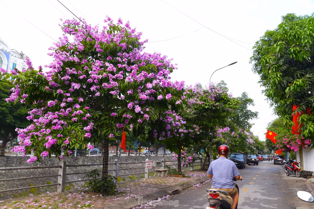 Xu Nghe vao mua hoa bang lang khoe sac-Hinh-13
