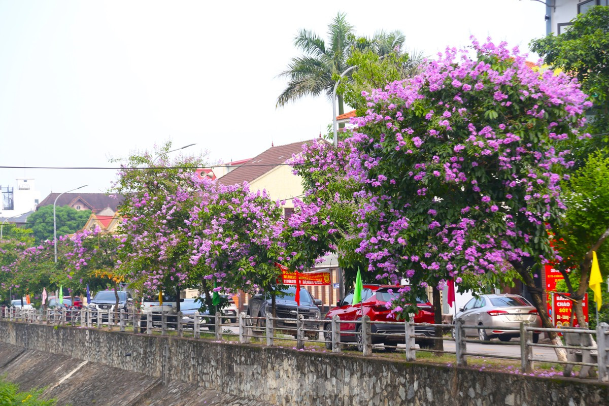 Xu Nghe vao mua hoa bang lang khoe sac-Hinh-3