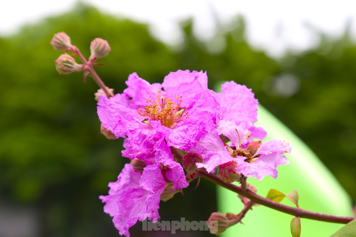 Xu Nghe vao mua hoa bang lang khoe sac-Hinh-4