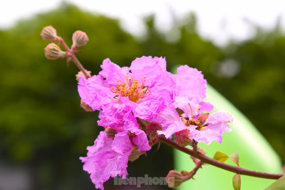 Xu Nghe vao mua hoa bang lang khoe sac-Hinh-4