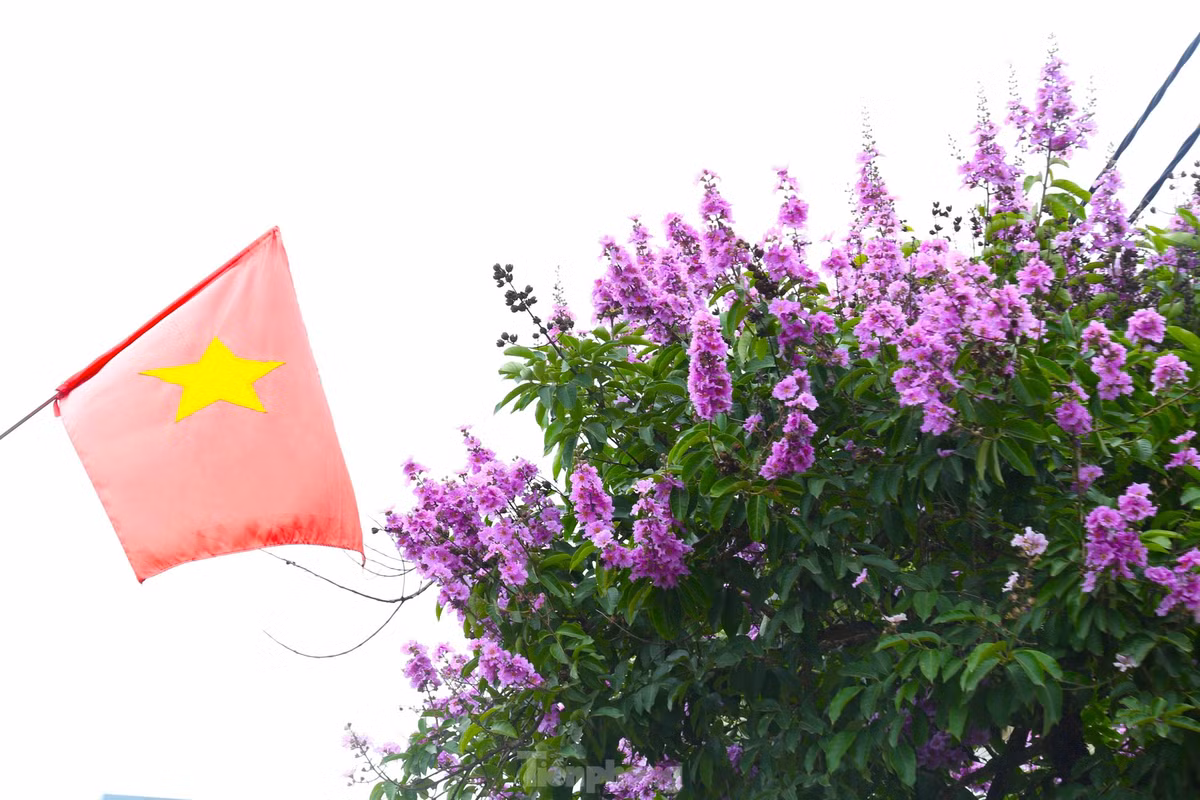 Xu Nghe vao mua hoa bang lang khoe sac-Hinh-10