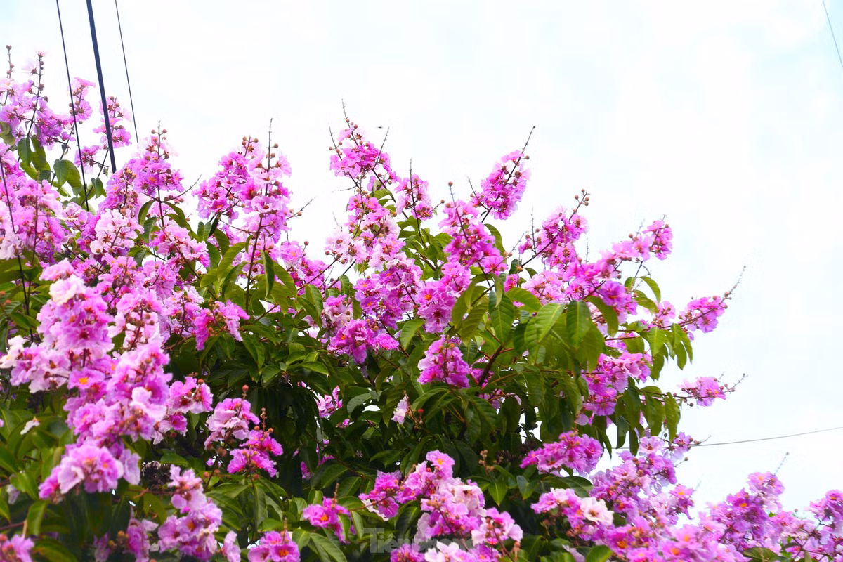 Xu Nghe vao mua hoa bang lang khoe sac-Hinh-11