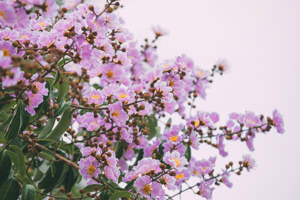 Cay bang lang bong dung noi tieng, du khach keo den check-in-Hinh-9