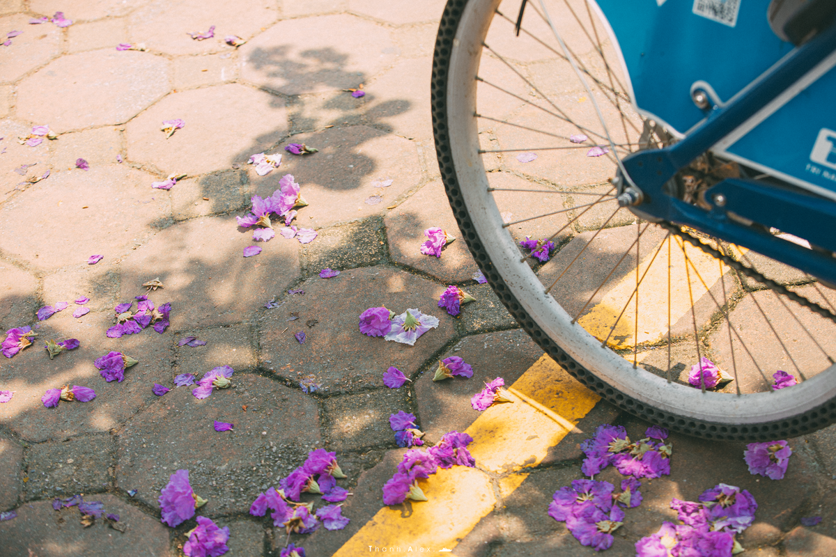 Cay bang lang bong dung noi tieng, du khach keo den check-in-Hinh-7