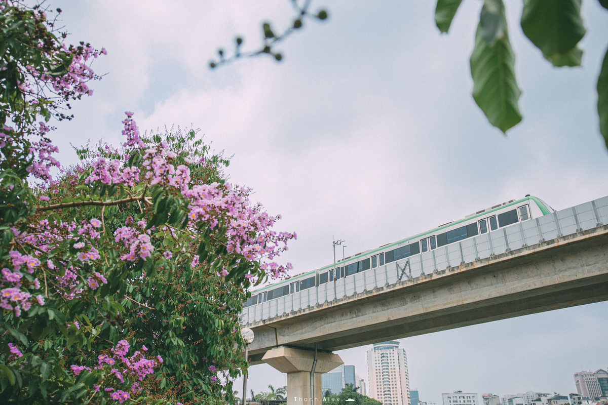Cay bang lang bong dung noi tieng, du khach keo den check-in-Hinh-10