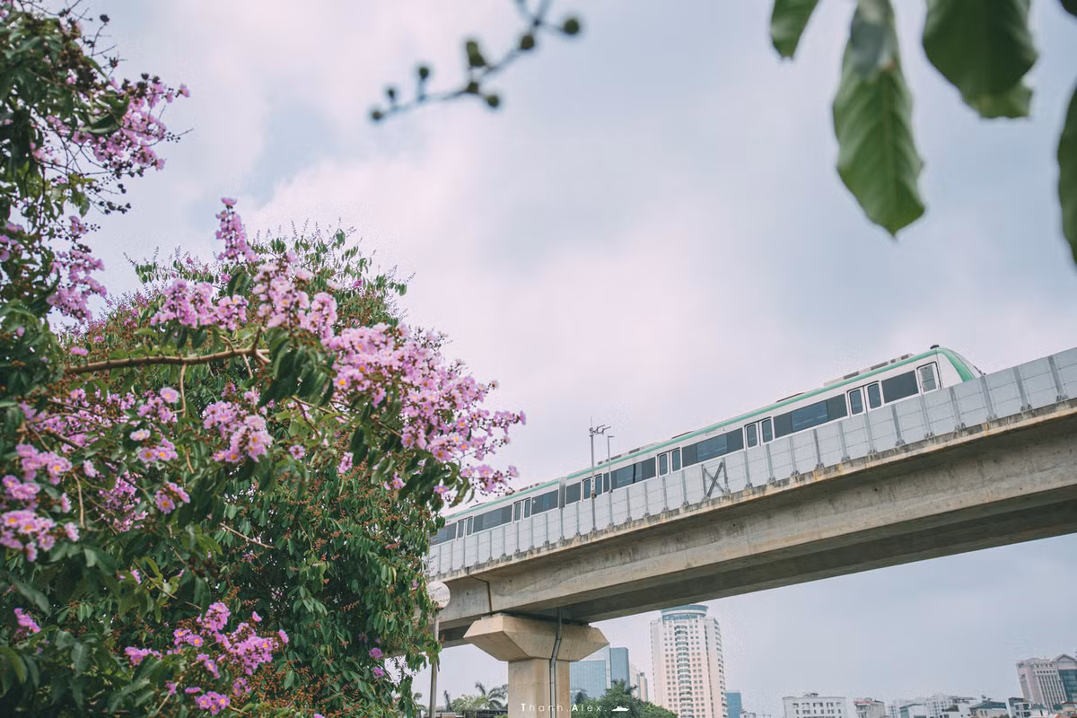 Cay bang lang bong dung noi tieng, du khach keo den check-in-Hinh-10
