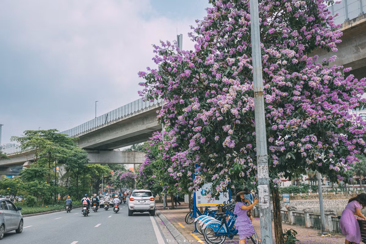 Cay bang lang bong dung noi tieng, du khach keo den check-in