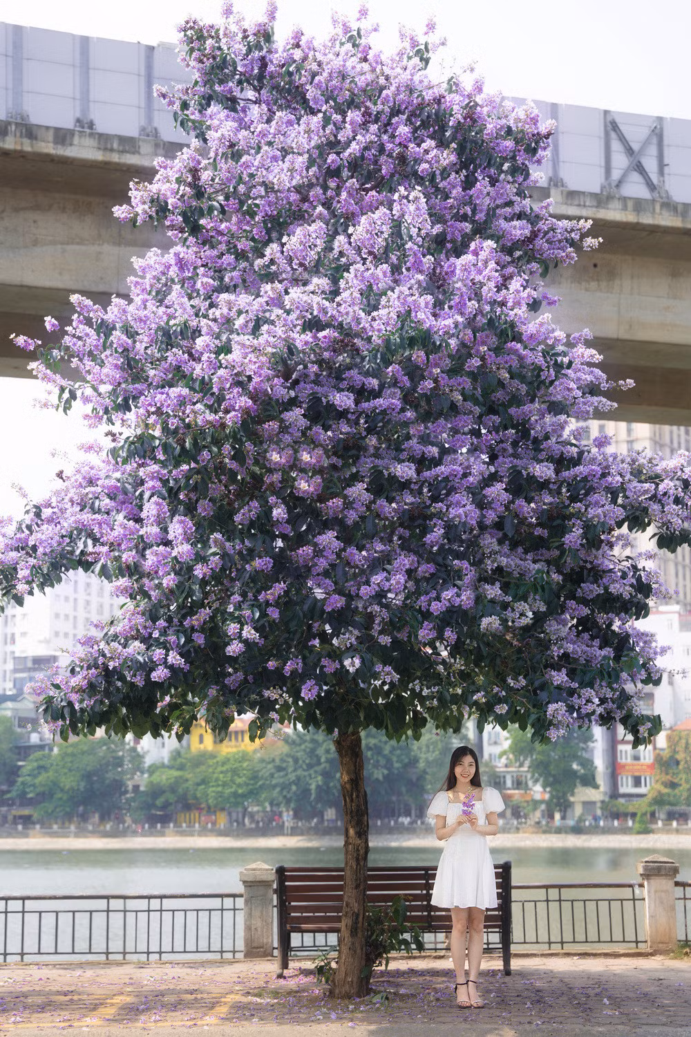 Cay bang lang bong dung noi tieng, du khach keo den check-in-Hinh-3