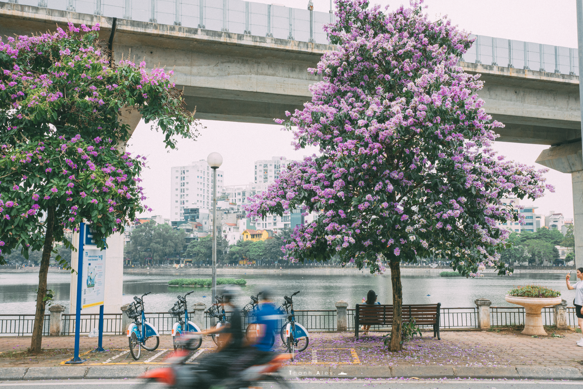 Cay bang lang bong dung noi tieng, du khach keo den check-in-Hinh-2
