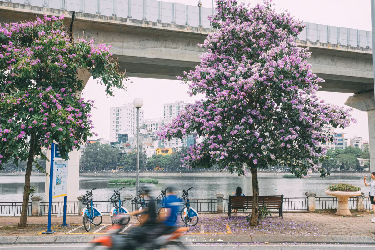 Cay bang lang bong dung noi tieng, du khach keo den check-in-Hinh-2