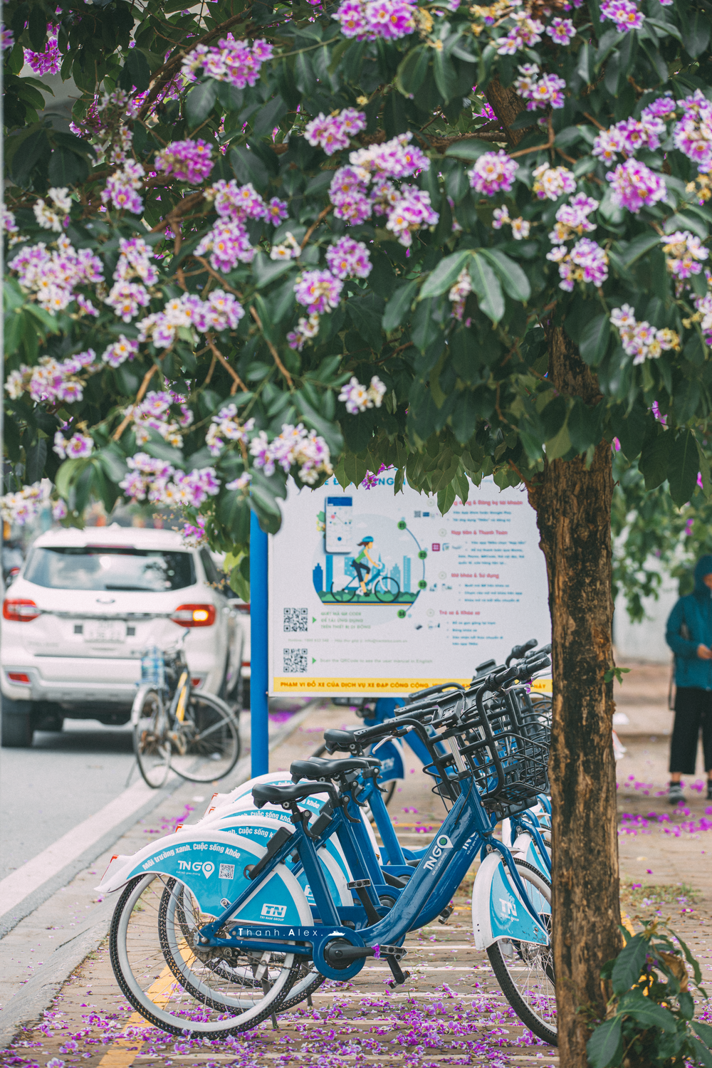 Cay bang lang bong dung noi tieng, du khach keo den check-in-Hinh-8