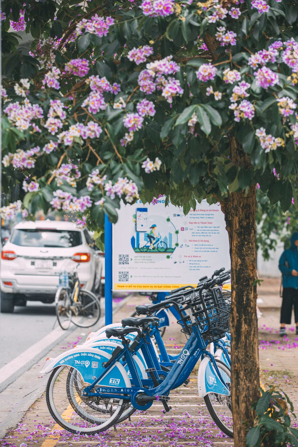 Cay bang lang bong dung noi tieng, du khach keo den check-in-Hinh-8