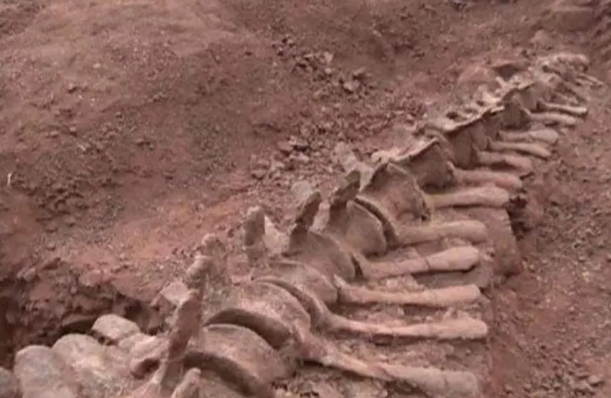 2 loai thuc vat 'sieu tho', len den hang nghin nam tuoi