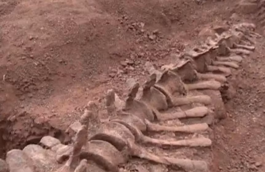 2 loai thuc vat 'sieu tho', len den hang nghin nam tuoi