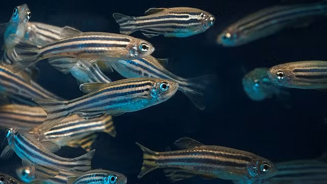 Dan ca ngua van sau 1 thang ngoai vu tru gio ra sao?