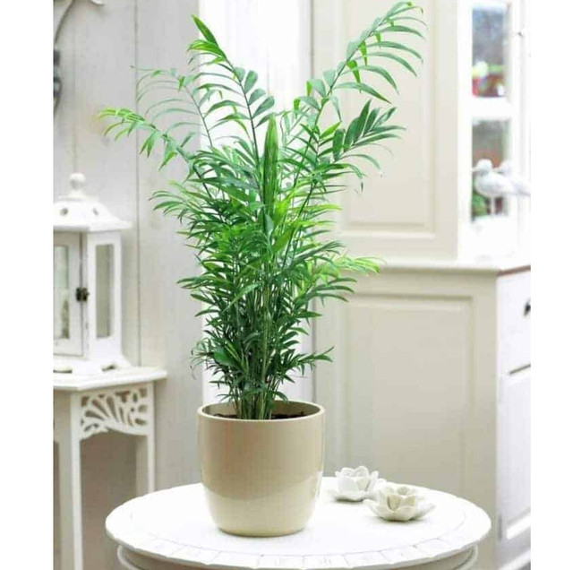 4 loại cây cảnh “nịnh” thần tài và giảm nhiệt ngày nóng - Hình 3 4 loai cay canh “ninh” than tai va giam nhiet ngay nong-Hinh-3