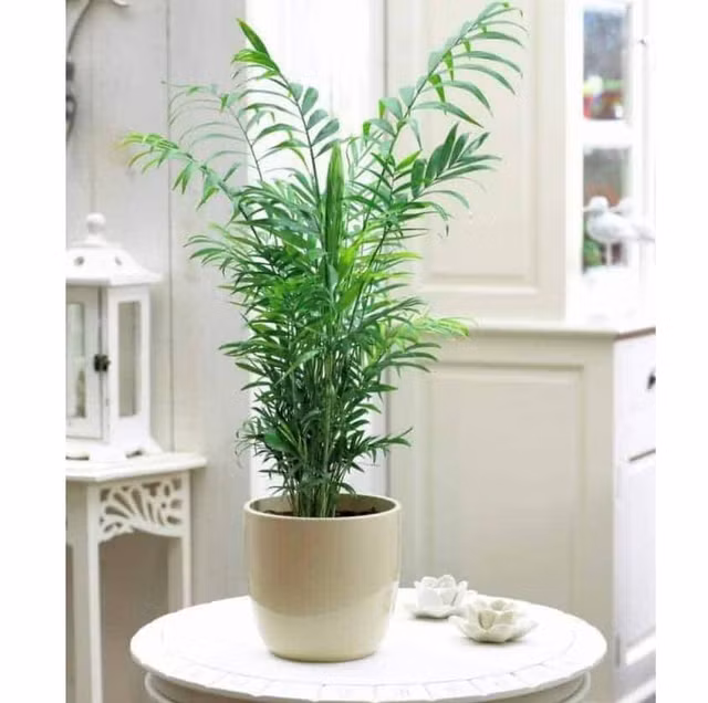 4 loai cay canh “ninh” than tai va giam nhiet ngay nong-Hinh-3