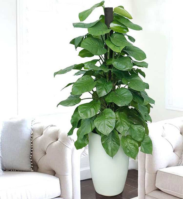 4 loại cây cảnh “nịnh” thần tài và giảm nhiệt ngày nóng - Hình 4 4 loai cay canh “ninh” than tai va giam nhiet ngay nong-Hinh-4