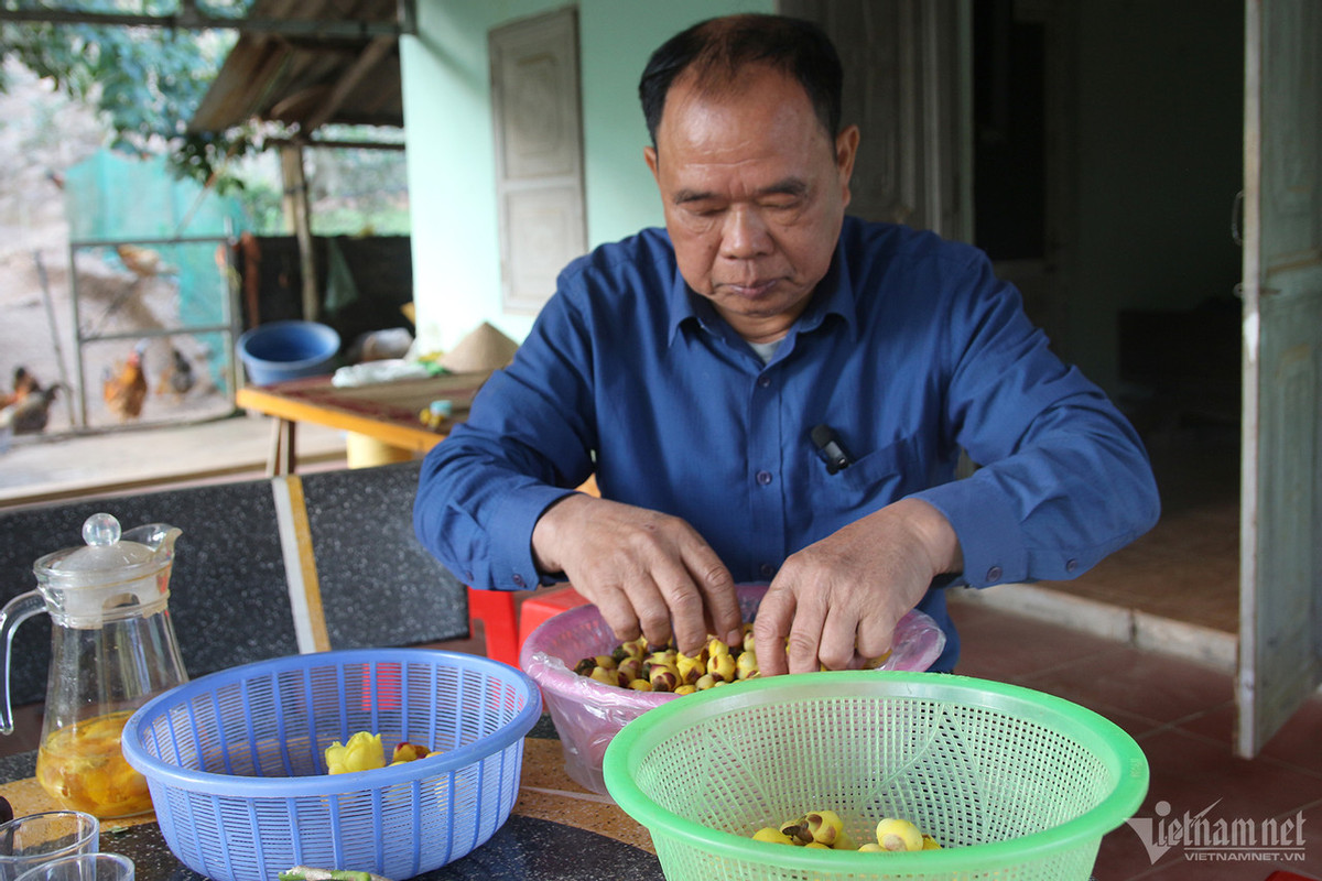 Ông Đàm Văn Cường đang phân loại những bông hoa trà đạt chất lượng.