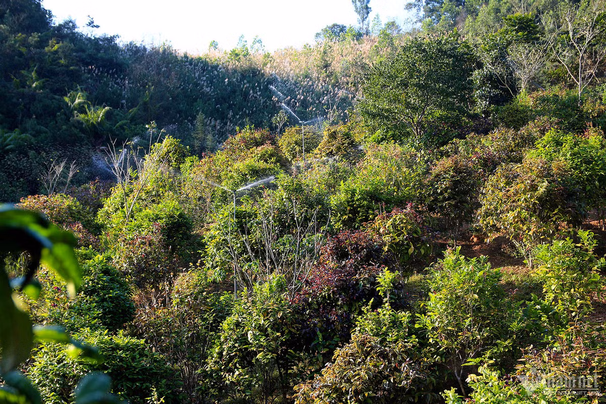 Hầu hết các hộ dân tại huyện Ba Chẽ đều trồng trà hoa vàng. Đối với những diện tích lớn, người dân lắp cả hệ thống tưới nước tự động.